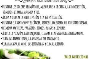 El Orégano: Un Remedio Natural con Increíbles Beneficios para la Salud