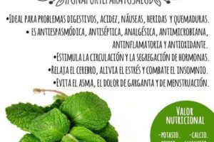 Hierbabuena: Una Planta Mágica para Tu Salud