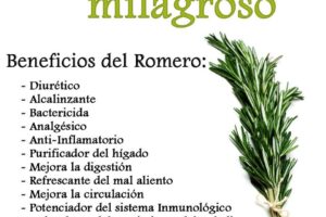 Romero: La Planta Milagrosa para Tu Salud
