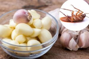 Ajo como Repelente Natural para Plagas – Remedios Eficaces y Caseros