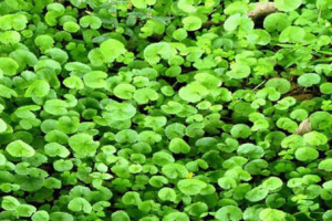 Beneficios y Usos de la Centella Asiática
