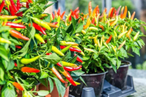 Beneficios del Chile para la Salud: Tipos, Propiedades y Usos en la Cocina