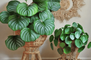 Las Mejores Plantas de Interior para Transformar tu Hogar 🌱