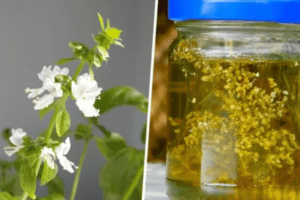 Beneficios y Usos Naturales