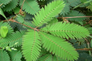 Mimosa Pudica: Beneficios y Usos Medicinales