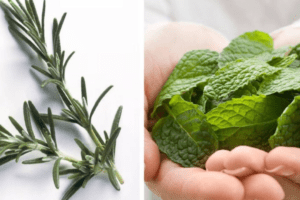 Hierbabuena y Romero: Remedio Natural para el Dolor Articular