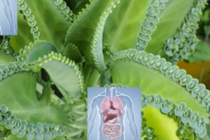 Kalanchoe: Propiedades, Beneficios y Cuidados para Tenerlo en Casa 🌿✨