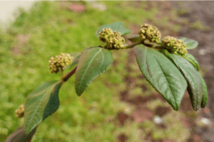 Euphorbia Hirta: Beneficios, Recetas y Propiedades Medicinales