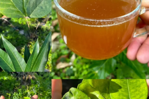 Descubre 4 Hojas Milagrosas para Salud Integral 🌿