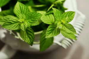 Beneficios de la Menta para la Salud