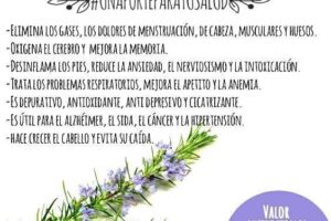 Los Increíbles Beneficios del Romero para la Salud