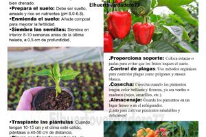 Cómo Cultivar Pimientos Frescos y Sabrosos en tu Jardín