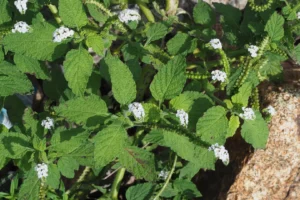 Heliotropo Indio: 5 Usos y 20 Beneficios Medicinales que No Puedes Ignorar
