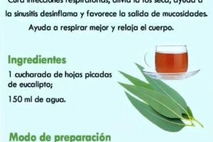 Beneficios del Té de Eucalipto para la Salud: Un Remedio Natural para la Respiración y Más