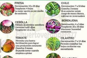 Mini Guía de Siembra: Aprende a Cultivar Tus Propias Plantas y Verduras