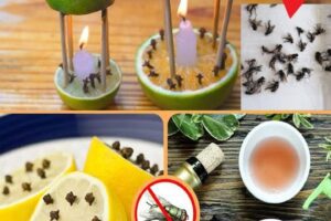 Por qué debes poner clavos de olor en un limón: descubre este poderoso remedio casero