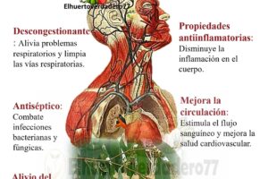 Beneficios del Eucalipto: Alivio Natural para el Cuerpo