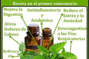 Beneficios de la Hierbabuena: Un Remedio Natural para Mejorar tu Salud