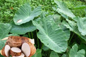 Raíz de Taro (Colocasia esculenta): Usos, Beneficios y Recetas para la Salud