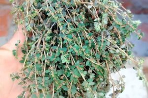 Planta Alfombra de Arena: Propiedades Curativas, Beneficios y Recetas Naturales