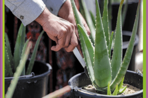 Aloe Vera (Sábila): Propiedades, Beneficios y Usos para la Salud