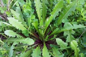 Lechuga Espinosa: Propiedades, Beneficios y Cómo Usarla en tu Vida Diaria