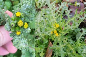 Propiedades Medicinales de la Senecio vulgaris: Usos, Recetas y Precauciones Clave