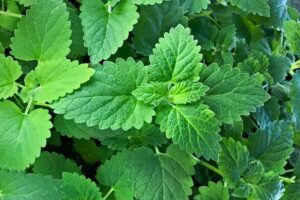 Hierba Gatera (Nepeta cataria): Remedios Naturales, Recetas y Usos que no Conocías para tu Salud