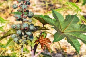 Hojas de ricino: Usos medicinales y recetas naturales