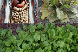 Plantago Major (Llantén de Hoja Ancha): El Remedio Natural que No Puede Faltar en Tu Botiquín 🌿✨