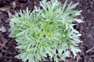 Mugwort (Artemisia vulgaris): Beneficios, Usos y Precauciones de la Artemisa 🌿✨