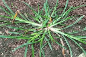 30 Increíbles Beneficios del Goosegrass (Eleusine indica)