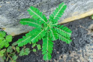 Stone Breaker (Phyllanthus niruri): La Hierba Milagrosa con 25 Beneficios y Cómo Usarla