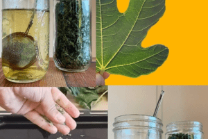 Infusión de hojas de higo: un poderoso remedio natural para la salud