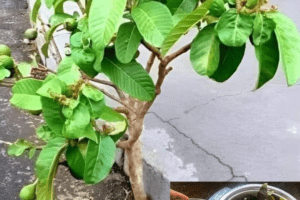 Amaranto: el tesoro oculto de tu jardín con grandes beneficios para la salud