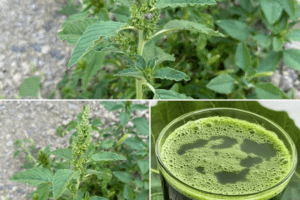 Beneficios de la albahaca: propiedades medicinales y usos culinarios