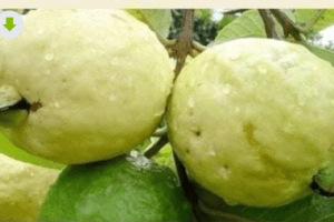 8 increíbles propiedades de las guayabas para la salud