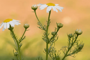 10 Beneficios Increíbles de la Manzanilla Silvestre (Tripleurospermum inodorum)