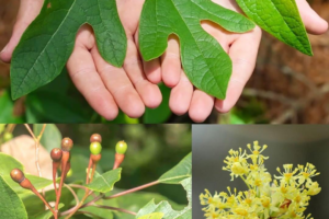 Sasafrás: el árbol aromático con increíbles beneficios y usos tradicionales