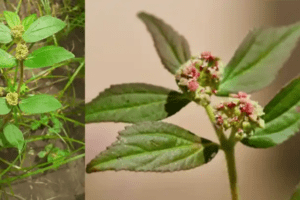 Euphorbia Hirta: 30 Beneficios y Cómo Usarla de Forma Segura