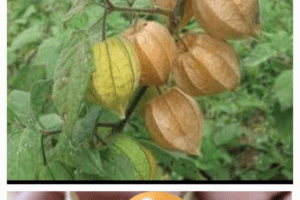 Uchuva: la fruta dorada con sorprendentes beneficios para la salud