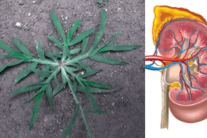 Goosegrass (Eleusine indica): Un Aliado Natural para la Salud Renal