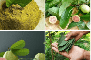 Té de hojas de guayaba: descubre sus beneficios y aprende a prepararlo