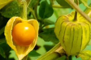 Los Increíbles Beneficios y Usos de Physalis peruviana (Aguaymanto o Uchuva)