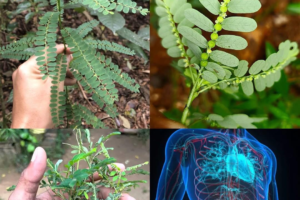 Chancapiedra: la poderosa planta para cuidar los riñones y eliminar cálculos renales