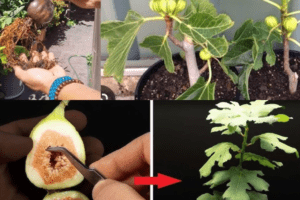Entierra 4 higos en una maceta y descubre lo que sucede: sorprendente método de propagación