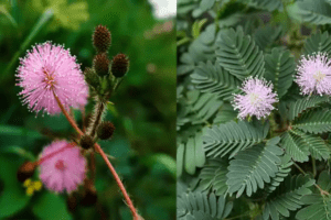 El Poder Oculto de la Mimosa Pudica: Beneficios y Usos Caseros