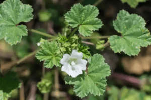 Los Gigantes Gentiles: Malva Neglecta y Malva Sylvestris en la Medicina Tradicional y Moderna