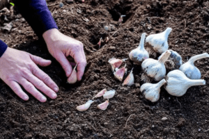 Cómo Cultivar Ajo en Casa y Nunca Más Comprar en el Supermercado