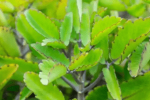 11 Sorprendentes Beneficios de la Hoja Milagrosa de la Vida